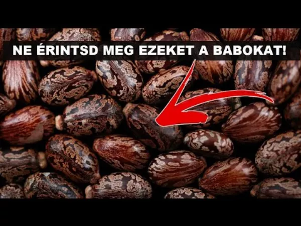Ricin – a történelem legveszélyesebb mérge 💀☠️. Hírhedt gyilkosságok, richinnel!