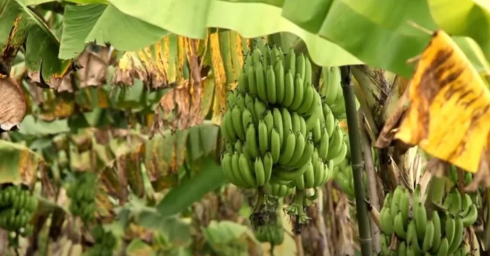 banánfa