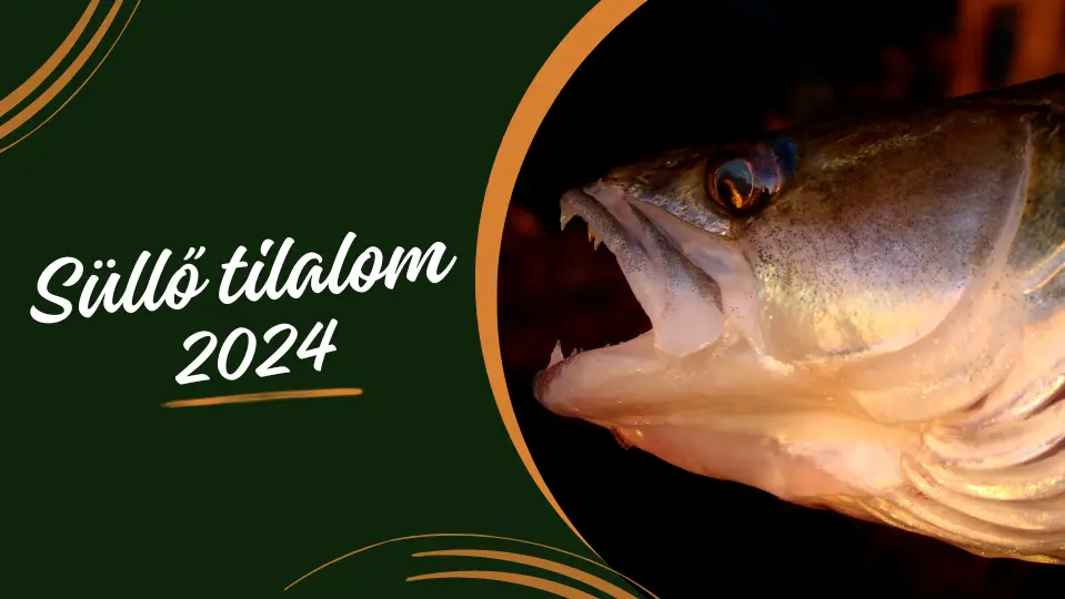 süllő tilalom 2024