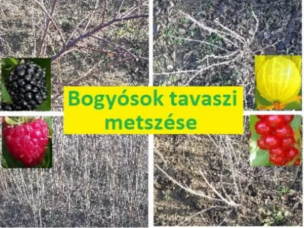 Bogyósok gyümölcsök szeder, málna, ribizli és áfonya tavaszi metszése