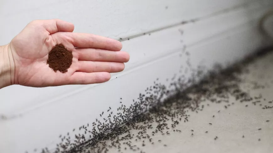 Soha nem szabadultam meg ilyen gyorsan a hangyáktól 🐜! A legerősebb hazai rovarirtó szer