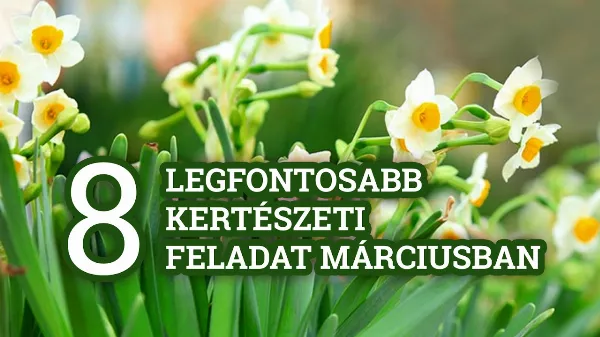 8 legfontosabb kertészeti feladat márciusban, amit feltétlenül végezz el. Kertészeti tippek és tanácsok tavaszra!