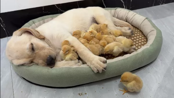 Hihetetlen! A csirke 🐥 beugrott a labrador kiskutya 🐕 ágyába, és ami ezután történt mindenkit meglepett! ❤️