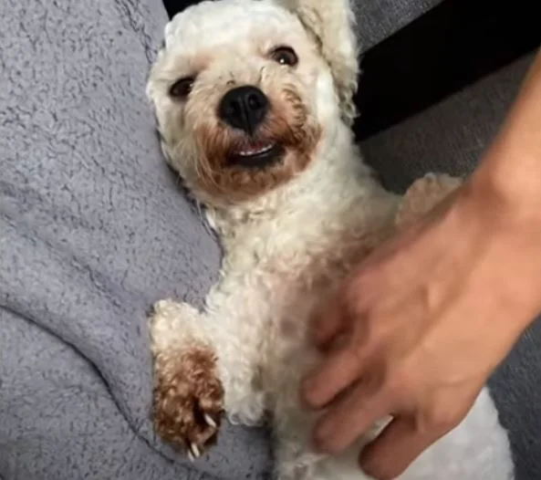 kutyus boldog