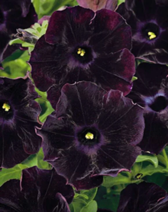 petunia
