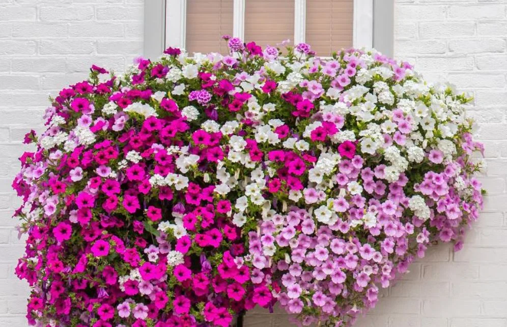 petunia