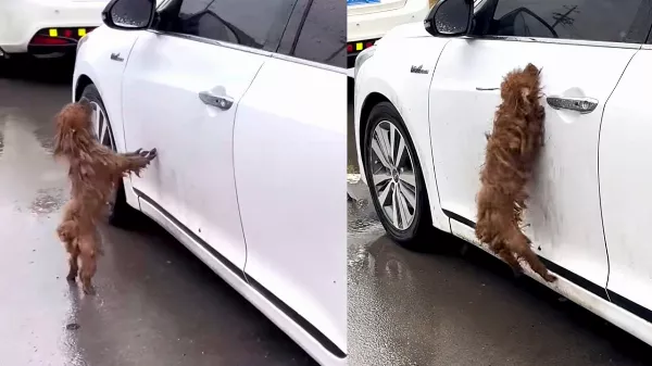 Szívszorító történet egy kutyusról 🐕, akinek gazdája egy fehér autóban 🚗 ült...