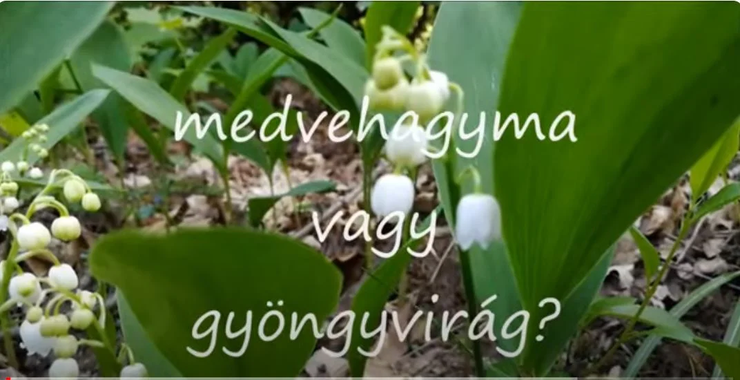 medvehagyma gyöngyvirág