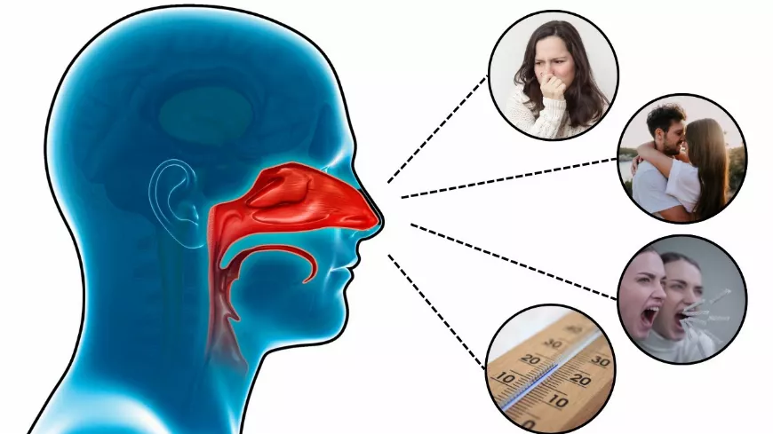   Az Orrunk 👃 Rejtett Képességei: 8 Meglepő Tény, Amit Nem Ismertél!