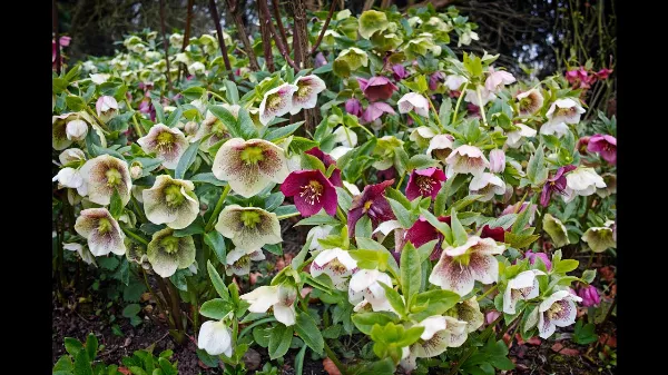 Minden amit a hunyorról (Helleborus) tudni kell  - Hunyorok 🌷 a Kertben: Gondozás és Ültetési Tippek
