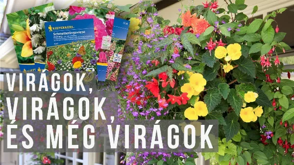 Ültess a kertedbe virágokat!!! - Itt a nyári hagymás és évelő virágok vetésének ideje 🌷🌹🌻