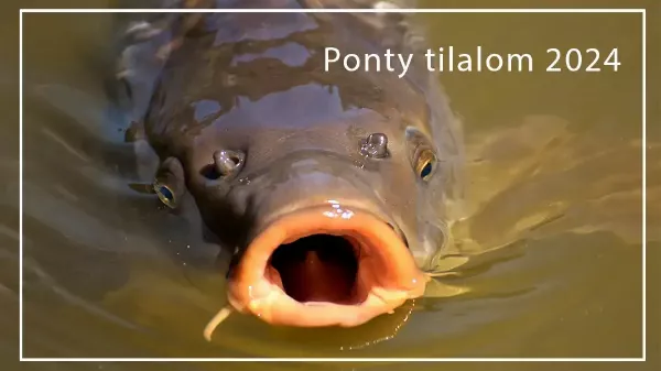 Ponty tilalom 2024 - Mikor indul, meddig tart és mire figyeljünk!