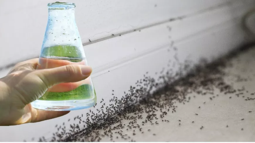 1 perc alatt megszabadulsz a hangyáktól 🐜🐜🐜! Természetes Hangyaírtó Spray Házi Készítésű Alapanyagokból