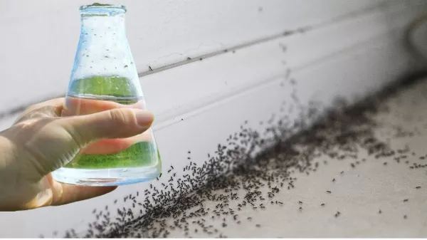 1 perc alatt megszabadulsz a hangyáktól 🐜🐜🐜! Természetes Hangyaírtó Spray Házi Készítésű Alapanyagokból