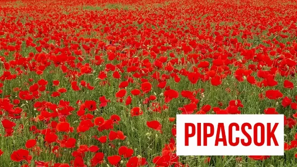 Virágzik a pipacs - tudod, hogy mire lehet használni?
