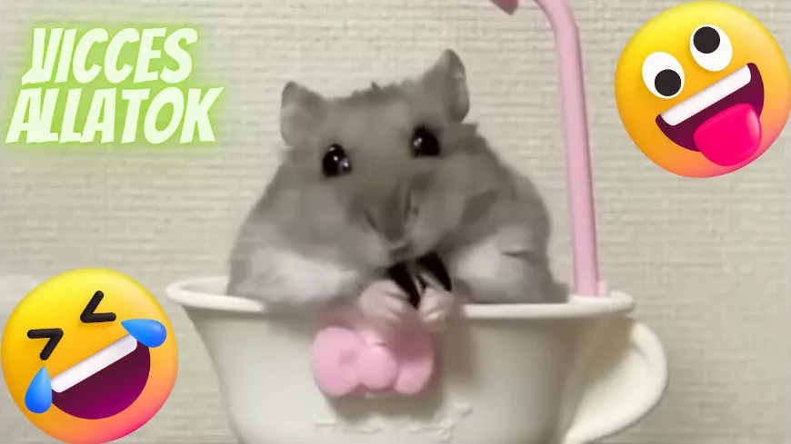 Vicces videó - hörcsögök!