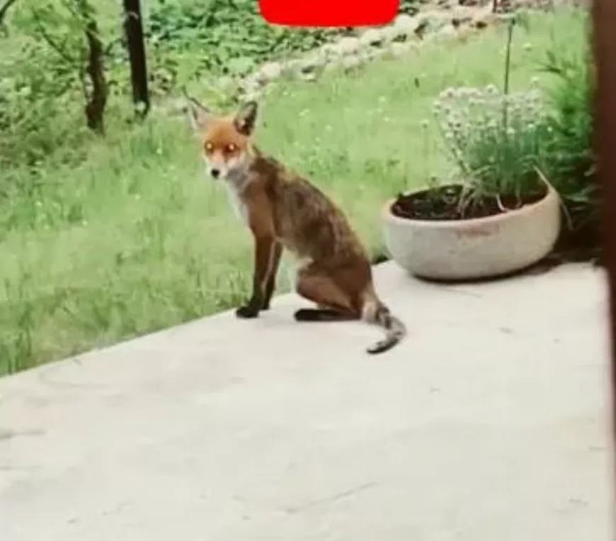 Meghökkentő látvány: Róka tűnt fel egy óbudai kertben!