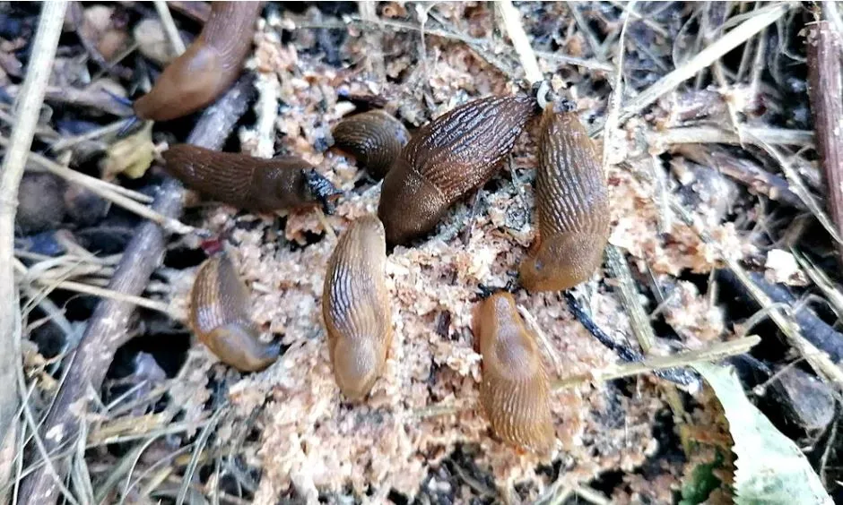 meztelen csiga