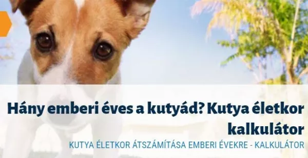 Hány emberi éves egy kutya 🐩? Mitől függ, hogy hány évig él egy 🐕kutya? Kutya 🐶 életkor kalkulátor