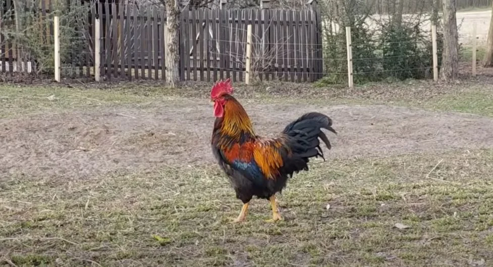 kakas baromfi falu háztáji szárnyas