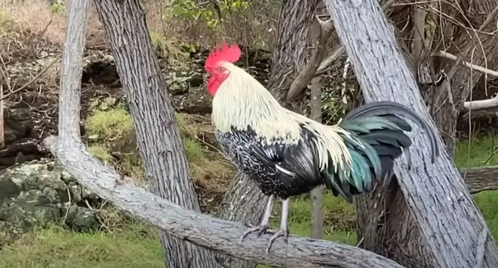 kakas baromfi udvar házi állat