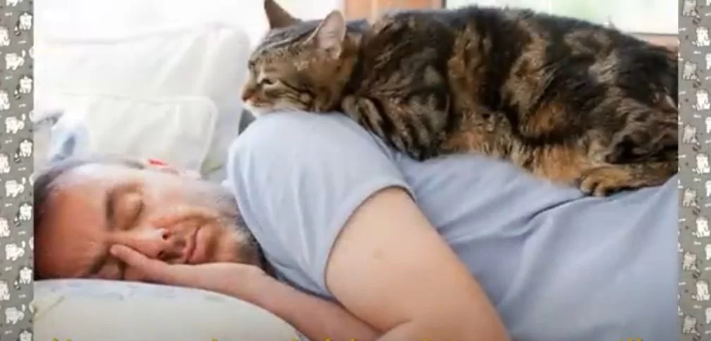 macska cica háziállat