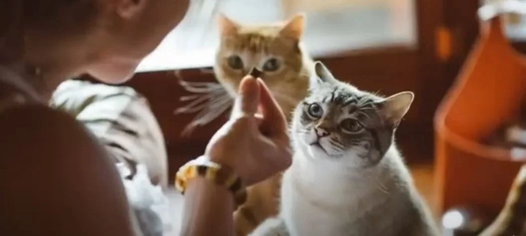 macska cica háziállat