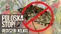 Veteményes poloska nélkül – vegyszermentesen: a faecet természetes ereje
