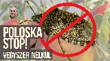 Veteményes poloska nélkül – vegyszermentesen: a faecet természetes ereje