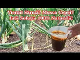 4 természetes trükk, amivel megszabadulhat a hagymalégytől és férgektől