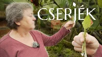 7 titkos trükk, amivel a cserjéket sikeresen szaporíthatod otthon