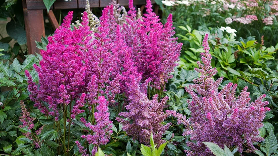 Astilbe
