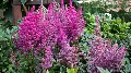 Astilbe – Színpompás megoldás az árnyékos kertekbe