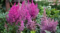 Astilbe – Színpompás megoldás az árnyékos kertekbe