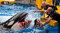 Radcliffe után ismét lecsapott az orka – újabb tragédia a SeaWorld falai mögött