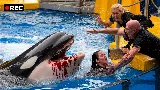 Radcliffe után ismét lecsapott az orka – újabb tragédia a SeaWorld falai mögött