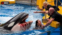 Radcliffe után ismét lecsapott az orka – újabb tragédia a SeaWorld falai mögött