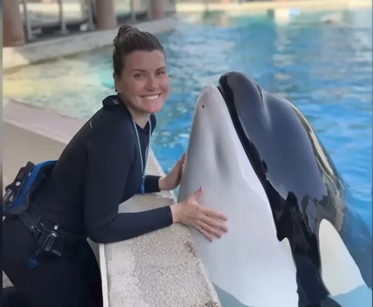 kard szárnyú delfin orca támadás