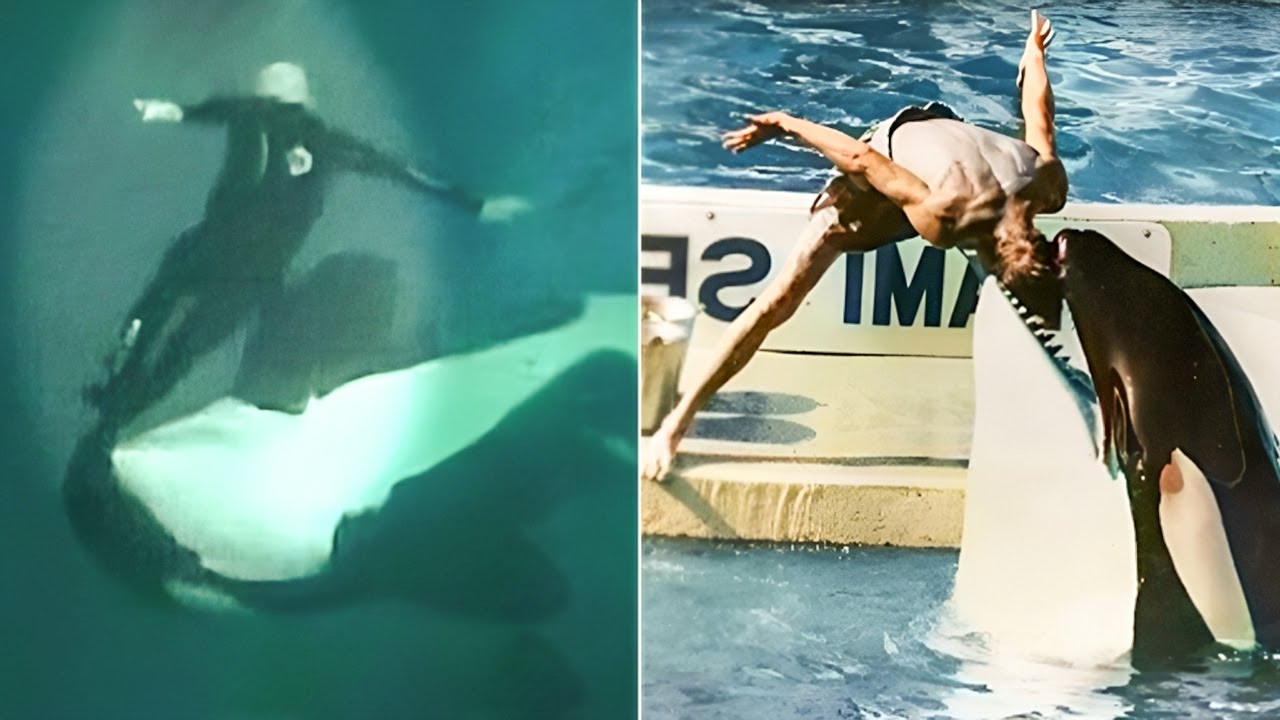 orca támadások