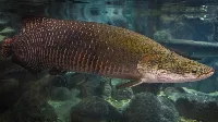 Ez az ősi hal túlélte a dinoszauruszokat – és most visszatért, hogy rettegésben tartsa az Amazonas lakóit!