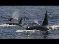 Jessica Radcliffe orca támadása után ismét lecsapott az orca a Gibraltári-szorosban