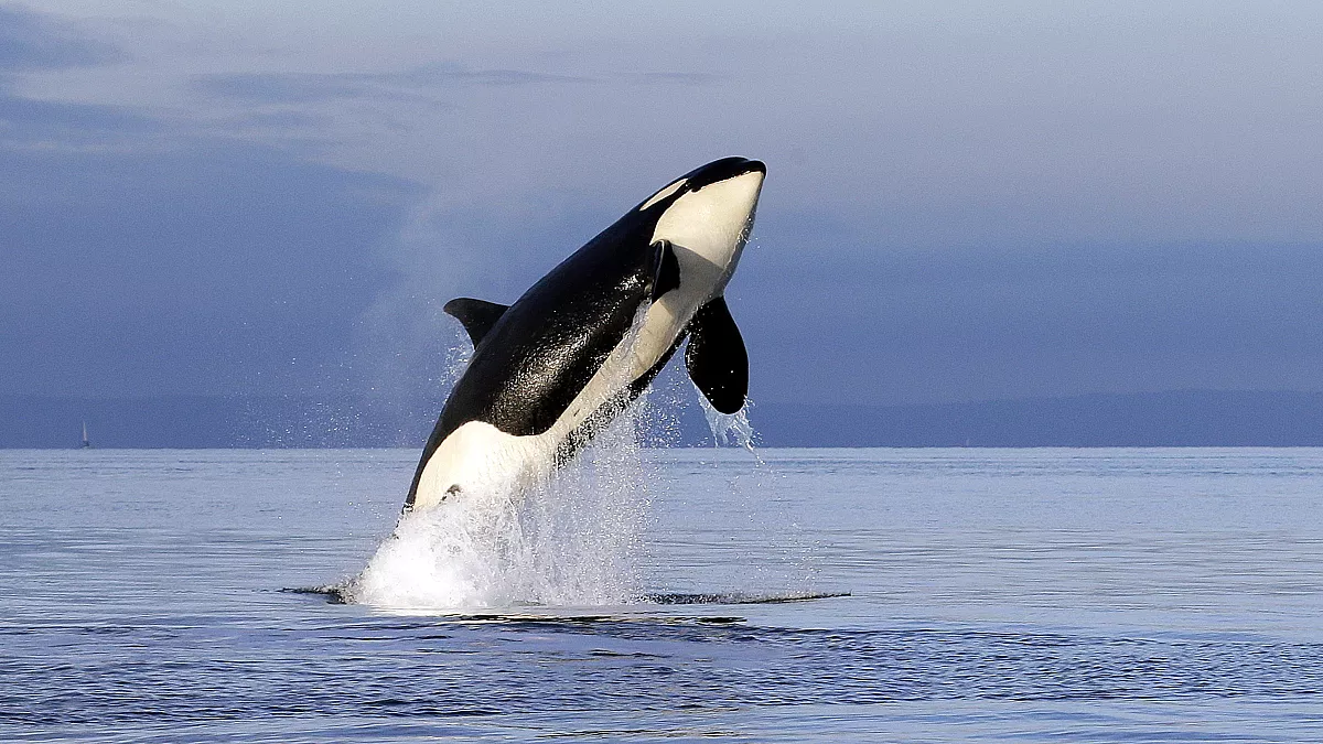 orca támadás hal cápa