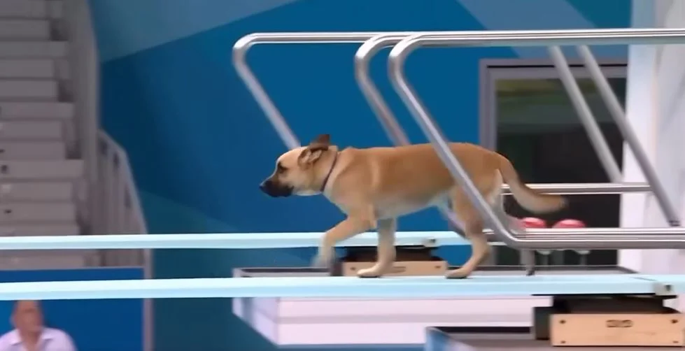 kutya műugrás