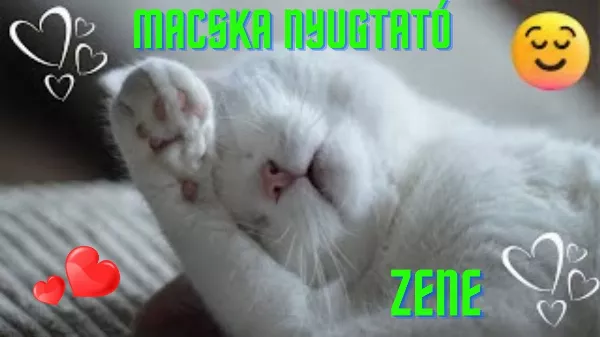Mitől nyugszik meg a macska? Macska nyugtató zene - Próbáld ki!
