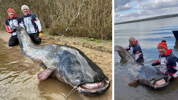 Rekordméretű harcsa Lengyelországból – 292 centis fogás a Rybniki-tóból (videó)