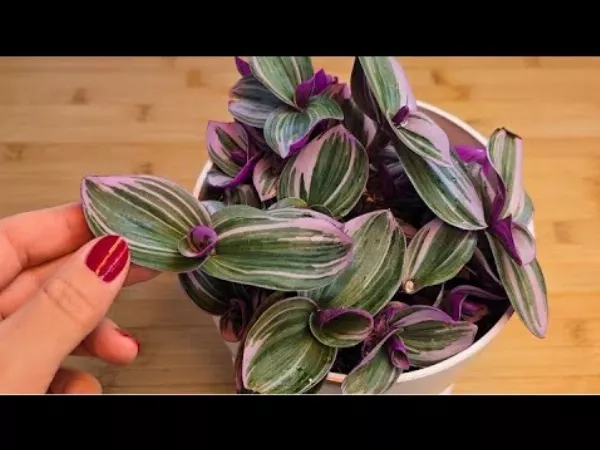 A tradescantia zebrina elképesztő titkai: a szobanövény, ami aranyat ér