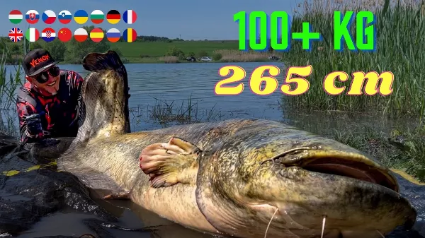 Rekorharcsa fogás vízben állva harcsa cserkelés módszerrel - 265 cm - 106 kg