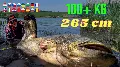 Rekorharcsa fogás vízben állva harcsa cserkelés módszerrel - 265 cm - 106 kg