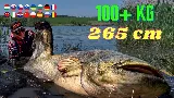Rekorharcsa fogás vízben állva harcsa cserkelés módszerrel - 265 cm - 106 kg