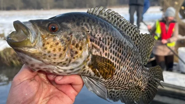 Ökológiai egyensúly a Hévízi-csatornán: Sikeres gyérítő halászat az inváziós fajok ellen